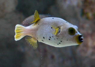 AROTHRON NIGROPUNCTATUS